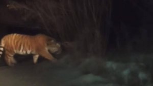 Тигр гулял рядом с автомобилем и попал на видео в Приморье