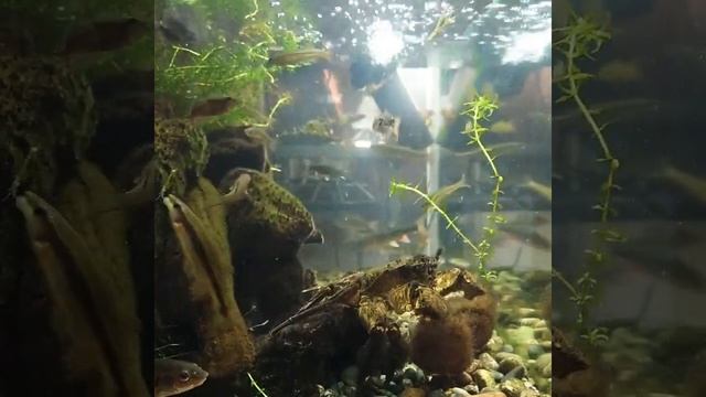 ミニ水族館シリーズ「川の中レイアウト水槽」無音