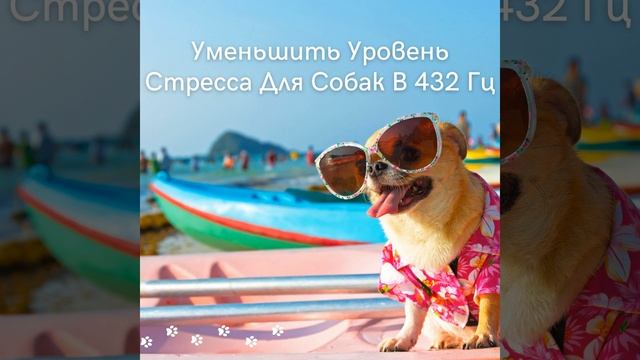 Сонная собака смотреть онлайн