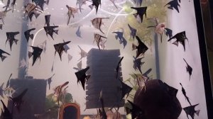 Пора искать новых хозяев? Скаляриям 2 месяца! #Скалярии #Разведение #Продажа