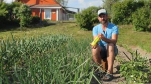 КАК СОХРАНИТЬ УРОЖАЙ ЛУКА. Защита от луковой мухи. Способы борьбы с вредителями в огороде.