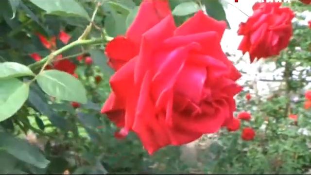 Новости на телеканале "Луч" смотреть онлайн