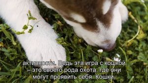 Почему собаки любят гонять кошек: вечное противостояние хищников