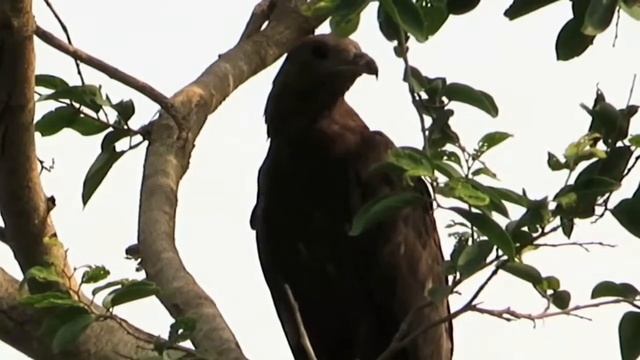 Strange calls of honey-buzzard | Loud bird sounds