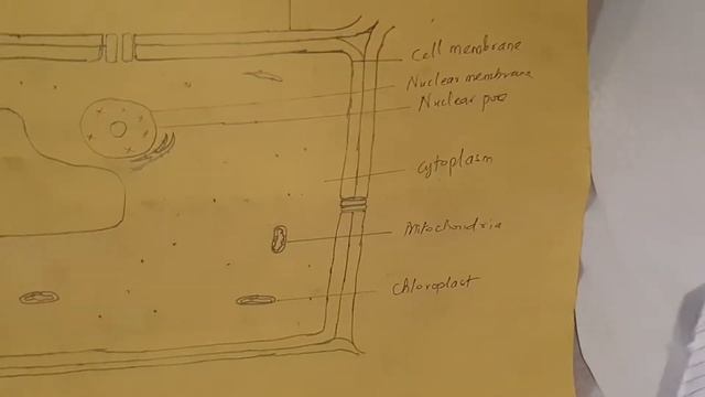 UNIBEK JSS 3 REVISION - SUBJECT - BASIC SCIENCE & TOPIC CELL LESSON 2 смотреть онлайн