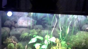 аквариум 300 литров Травник