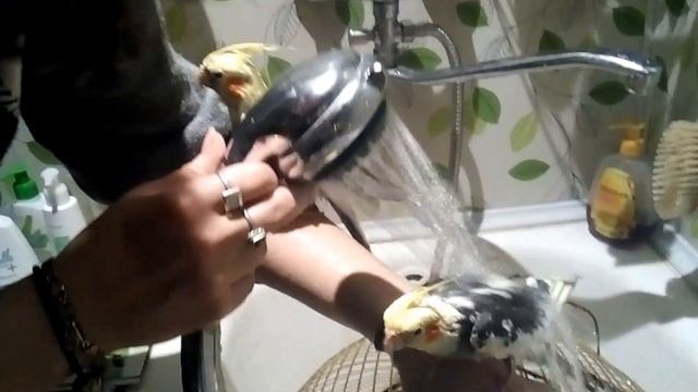 Кореллы в душе смотреть онлайн