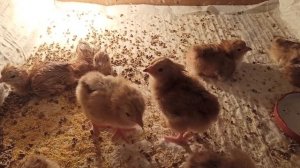 Цыплята суссекс фарфор