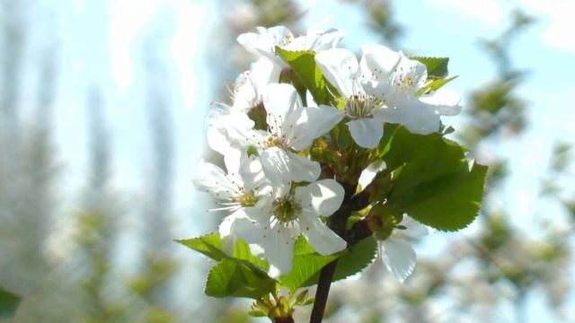Парад невест / Parade of brides смотреть онлайн