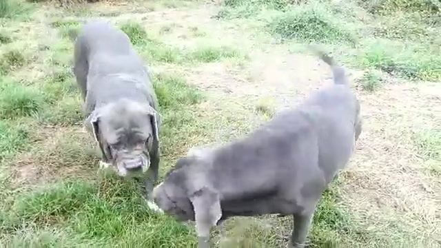 Mamma Minerva gioca con Ardesia e Petra