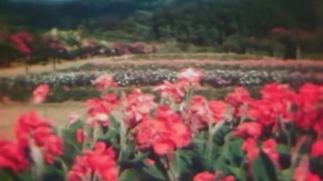 Pan Am Golden Age of Aviation Vintage Destination Film: Cuba смотреть онлайн