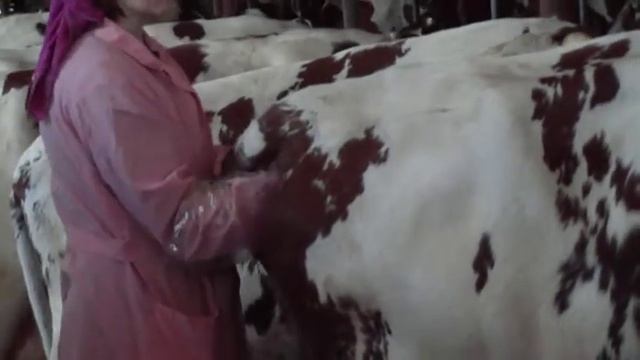 Практика по акушерству 2005 год смотреть онлайн