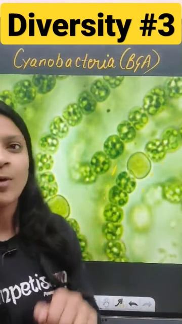 Cyanobacteria | Diversity in living world | #ncert #neet #diversity #neetrevision #neet2023
