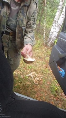 Лес в Гусино. Народ оставил нам срезанные чистые подберезовики целую кучу.