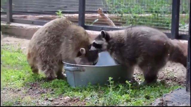 Еноты рулят! Смешное видео с милыми животными/ Funny raccoons! cute animal video