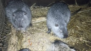 НУТРИИ голодные, а мы играем с кошками. 22.01.25.