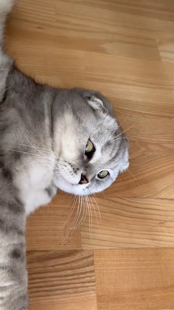 #котикиправятмиром #мимишность #шерри #прикол #шортс #cats #котики #милота #красота #youtubeshorts