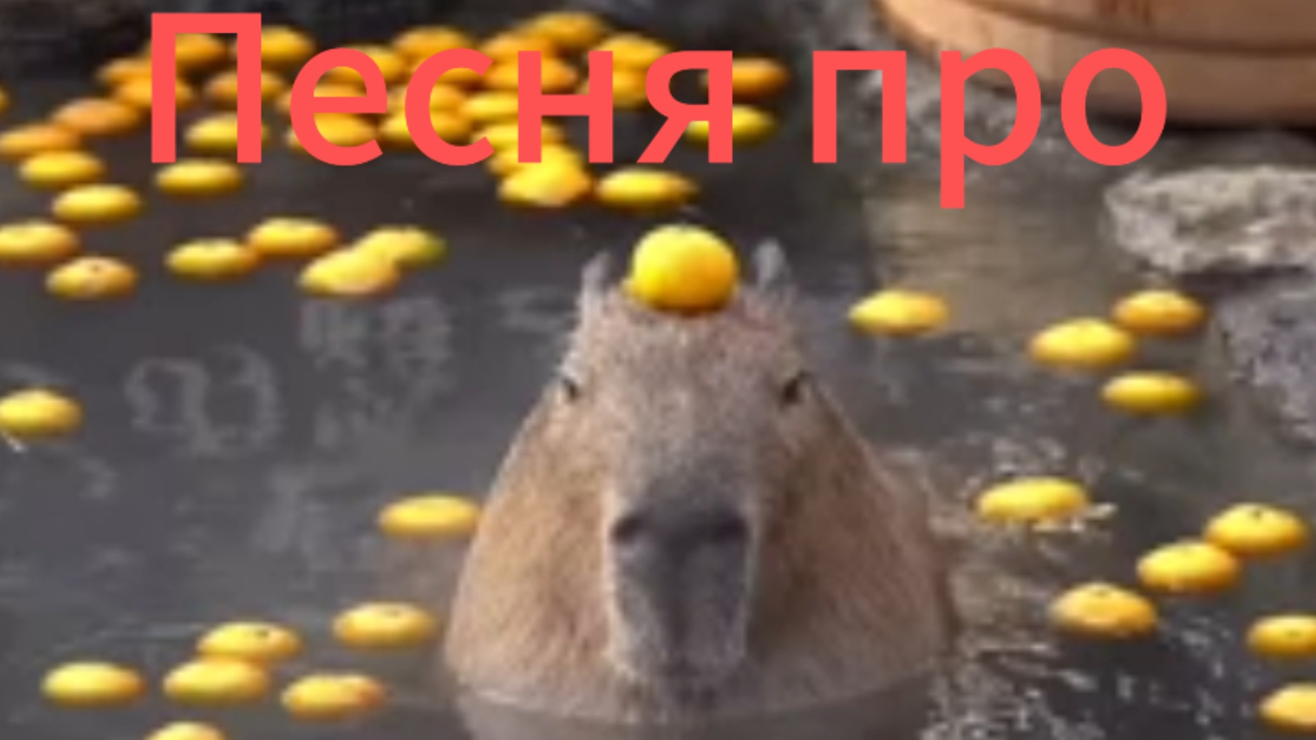 Клип про капибару. смотреть онлайн