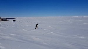 Приветливый пингвин Адели