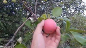 ОБРЫВКИ ПАМЯТИ, ИЮЛЬ-АВГУСТ 2020.УРОЖАЙ,ЧТО И СКОЛЬКО?