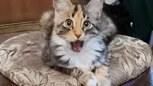 котейка поет