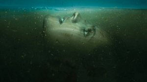 Амнезия (2017) — Русский трейлер