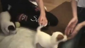 🐾 Кто такой Локи Бобо 🐾 Говорящая собака 🐾  Влог - 1 серия