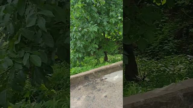 Mungyeung saejae famous pasta at familia restaurant and pico's cafe.. смотреть онлайн