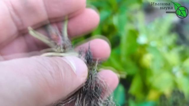 ПОСАДКА ЗЕМЛЯНИКИ САДОВОЙ/КЛУБНИКИ БЕЗ ОШИБОК: лучшие сроки, глубина, мульча и уход за корнями. смотреть онлайн