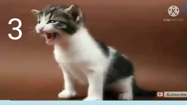 кошачий голос