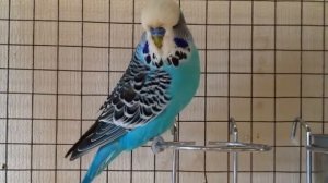 Выставочный волнистый попугай ЧЕХ питомник king parrot ru