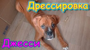 Животные. Дрессировка. Успехи. (01.25г.) Семья Бровченко.