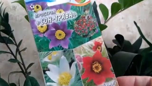 Обзор семян лекарственных растений