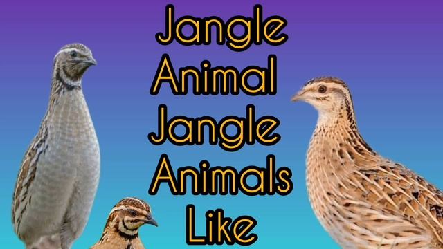 bedana sayrashi Batair chinka ki awaz batair rain Quail mix sounds