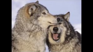 ЛЮБОВЬ У ЖИВОТНЫХ