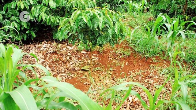 Lessons in Sustainable Coffee Farming: The Nescafé Plan смотреть онлайн