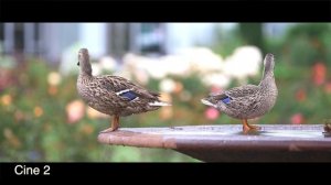 Camera presets for the Canon C100