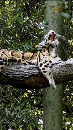 This rare clouded leopard was once thought to be extinct. Thankfully there are still a few left