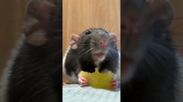 #cuterats #rat #декоративныекрысы #pets #funnyanimals #домашниеживотные #shorts
