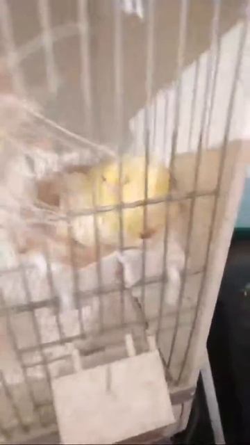 Canaries Acouplement 2019 смотреть онлайн