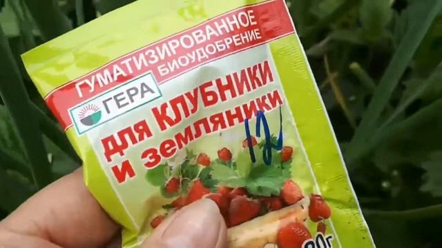И ещё два сюжета о подкормке ягоды.