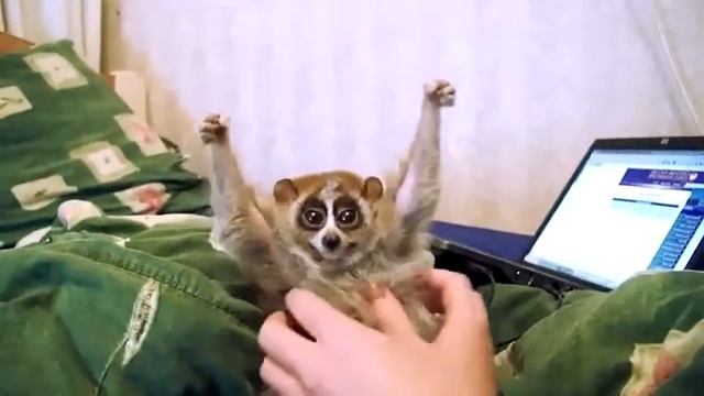 лямуры