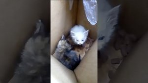 Котят выбросили на помойку!!!
