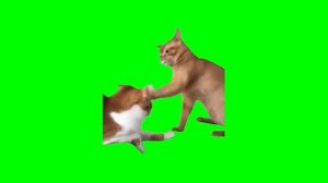 Мемные коты зелёный фон 2