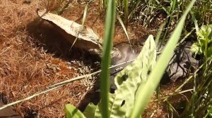 Maggot Infested dead Roe Deer (Not for the squeamish)