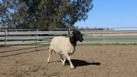 LOT 102 DORPER RAM 211206