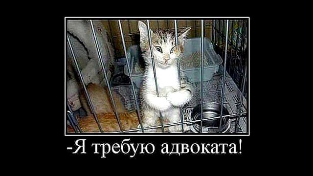 Злой кот