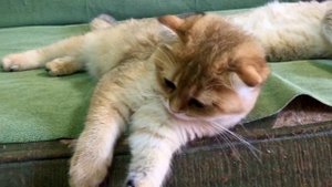 Котятам 4 месяца