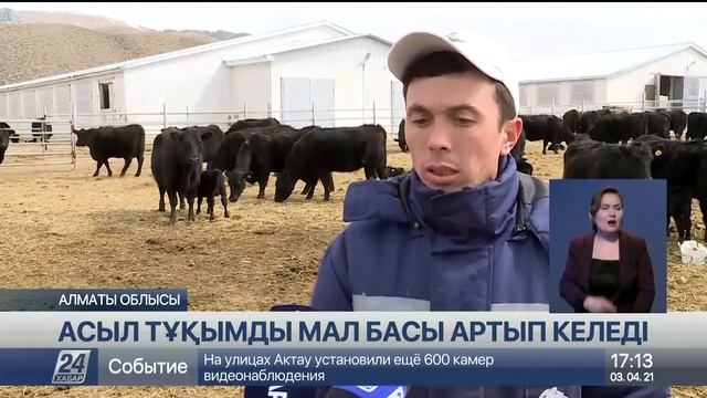 Алматы облысында асыл тұқымды мал басы көбейіп келеді