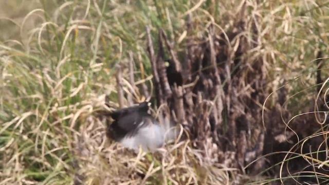PICO DE PLATA Hymenops perspicillatus Spectacled Tyrant смотреть онлайн